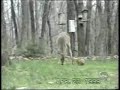 Funniest Animal Video Squirrel attacks Deer Funniest Animal Video Squirrel attacks Deer