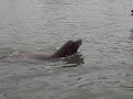 Giant seal on a sail boat