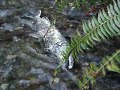 Dying chum salmon Dying chum salmon