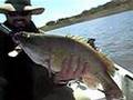 Bears Murray Cod