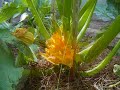 Sexy courgette
