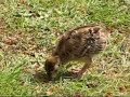 Baby Pheasants