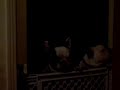 French Bulldog trying to talk