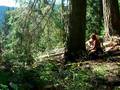 Falling Timber