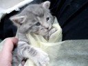 Cutiness Overload- kitten humane society