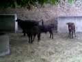VAQUES