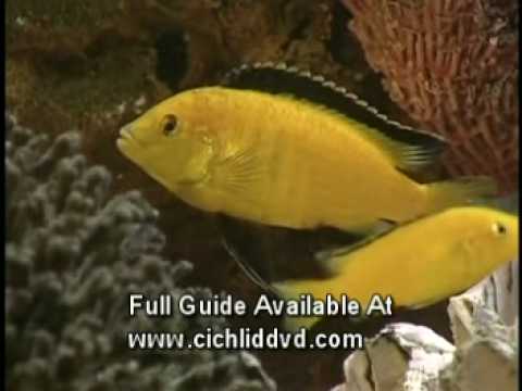 cichlid - http://www.cichliddvd.com.