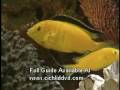 African Cichlids Fish Selection Advice For Home Aquarium