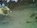 he race of bulls-cars in india maharastra rular area