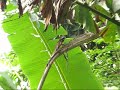Unidentified Lizard