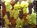 Uvas Eletrizantes - 220V