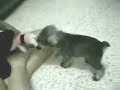 Sparky the Cute Schnauzer