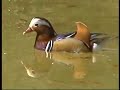 Aix galericulata Hannover - Anatra Mandarina