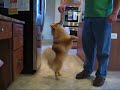 ポメラニアン動画