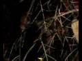 Abominable Iron Sloth - music video