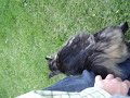 Furopher the Kitty Furopher the Kitty