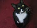 A Curious Tuxedo Cat in Action