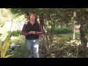 : Different Types of Shrubs