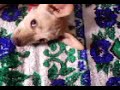 minha cachorrinha fofa minha cachorrinha fofa