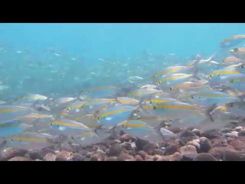 Bali Tulamben Diving by Kathleen Ng