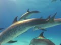 among dolphins