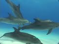among dolphins