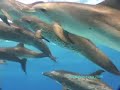 among dolphins
