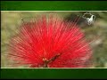 Brazil for Travelers - Cerrado