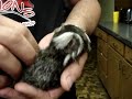 Chonga the Pygmy Marmoset ... PART 2