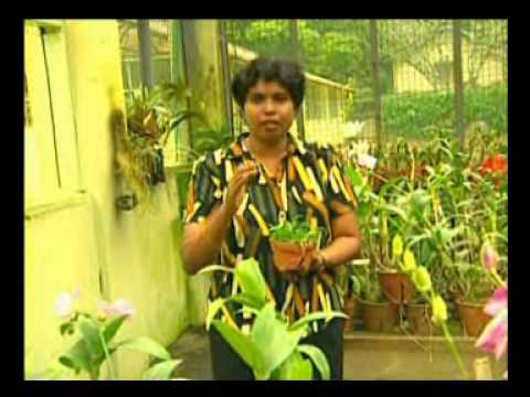 how to fertilize dendrobium orchids