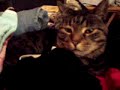 jesse the cat in da suitcase dosnt want me to go away