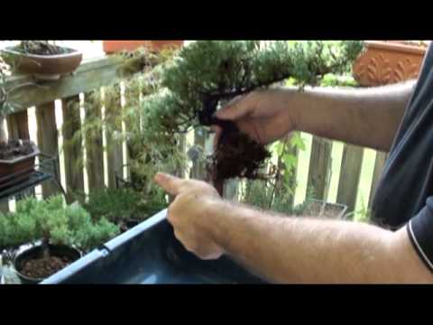 how to fertilize bonsai juniper