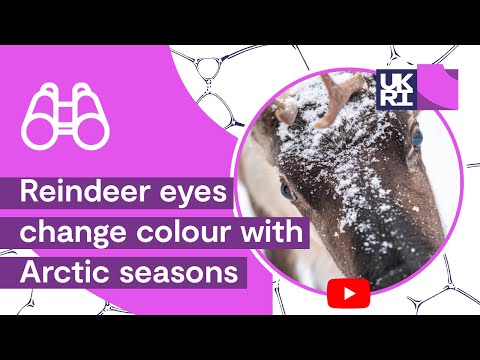 Reindeer eyes change colour with Arctic seasons HD