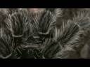 Giant Salmon Pink Bird Eater - In HD
