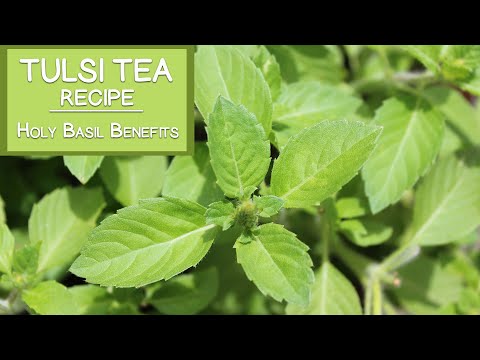 how to grow tea leaves