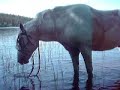 Border and horse in a lake.
