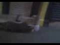 videos de tikiti pateando un loco