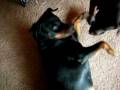 videos de Daan 7 jaar Rottweiller (nieuwe baas gezocht)