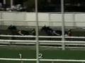 1989 Hambletonian Park Avenue Joe/Probe DH