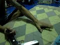 .45 AUTO GUN ปืน 11 มม ไทย