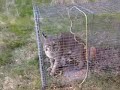 Backyard Bobcat Brawl