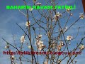 FATİKLİ RESİMLERİ