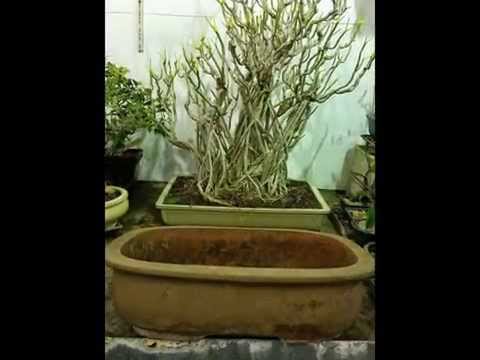 how to replant a schefflera