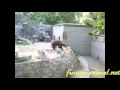 Bear rocking dance 