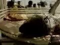 Tubarao capturado em Piedade