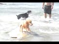 Coronado Surfing