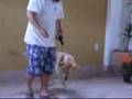 Zach-labrador-Adestr