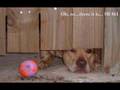 amstaff