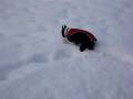 Ozi - Boston Bulldogge digging in Snow Ozi - Boston Bulldogge digging in Snow