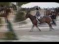 Hunter horse FOR SALE: Trian Brian